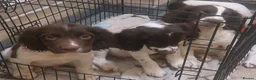 English Springer Spaniel dogs for sale: Springer spaniel pups  in Guildford - Advert 12