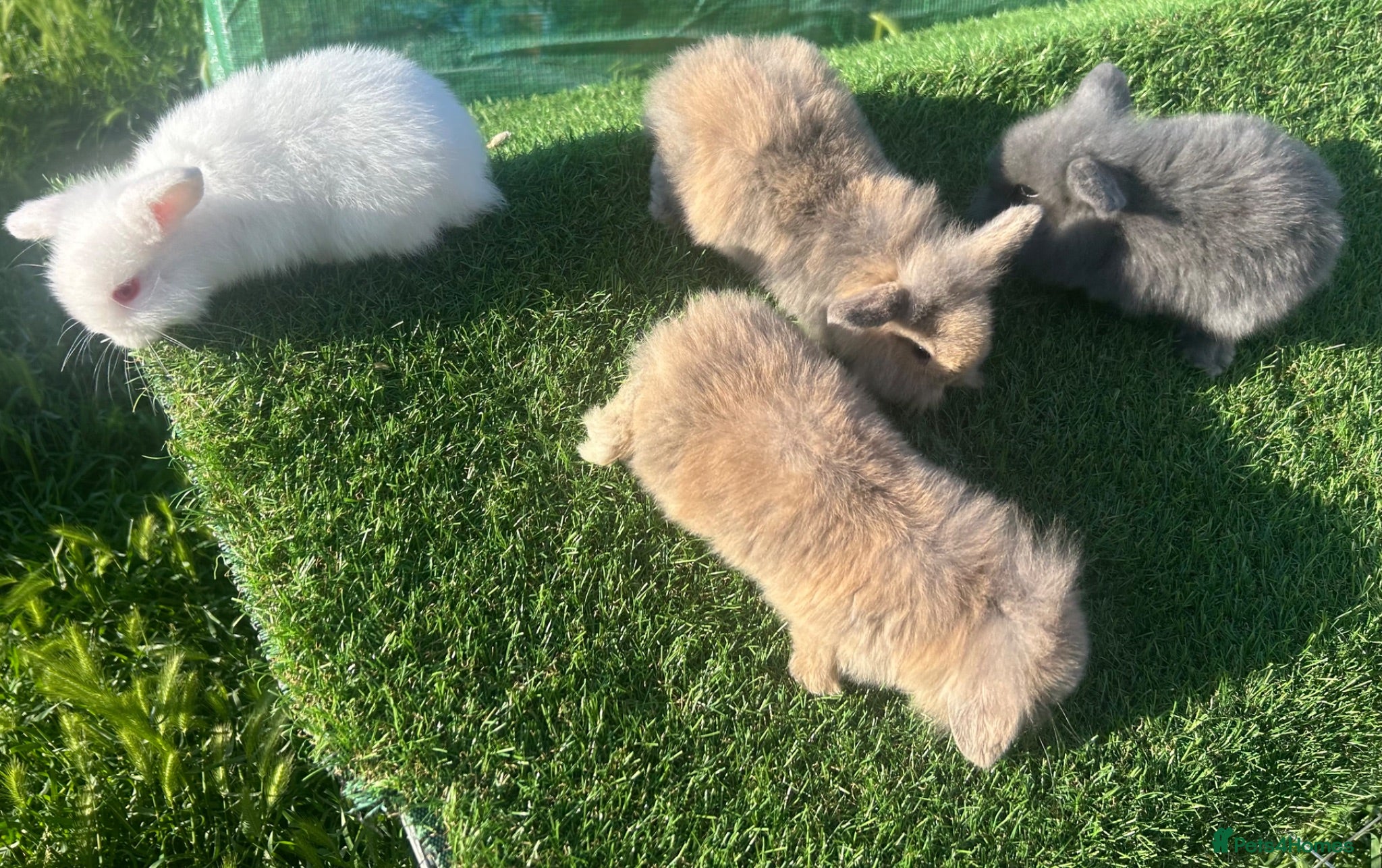 Mini Lion Lop rabbits Mini Lion Lop Rabbits – Ready This Weekend 🐰 - Advert 2