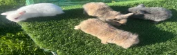 Mini Lion Lop rabbits for sale: Mini Lion Lop Rabbits – Ready This Weekend 🐰 - Advert 3