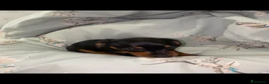 Miniature Dachshund Puppy 1