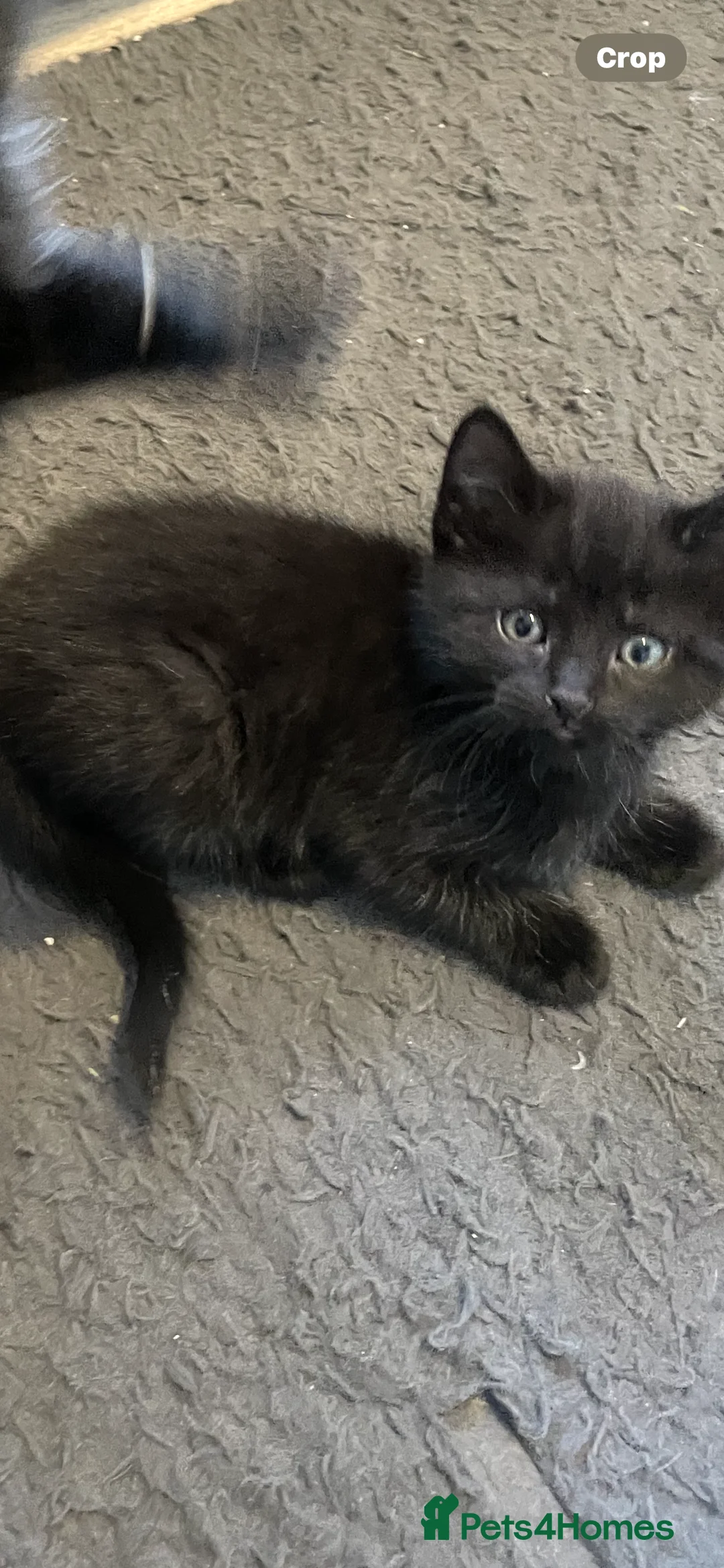 Mixed Breed cats for sale: 6 kittens for sale  - Advert 2