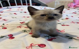 Siamese cats for sale: 3 stunning applehead Siamese kittens  - Image 12