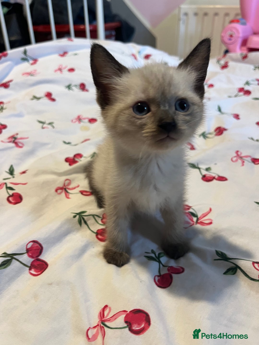 Siamese cats for sale: 3 stunning applehead Siamese kittens  - Image 12