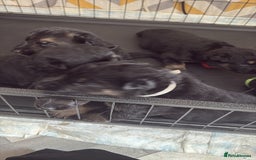 German Shepherd dogs for sale: German shepherd puppies  - Image 2
