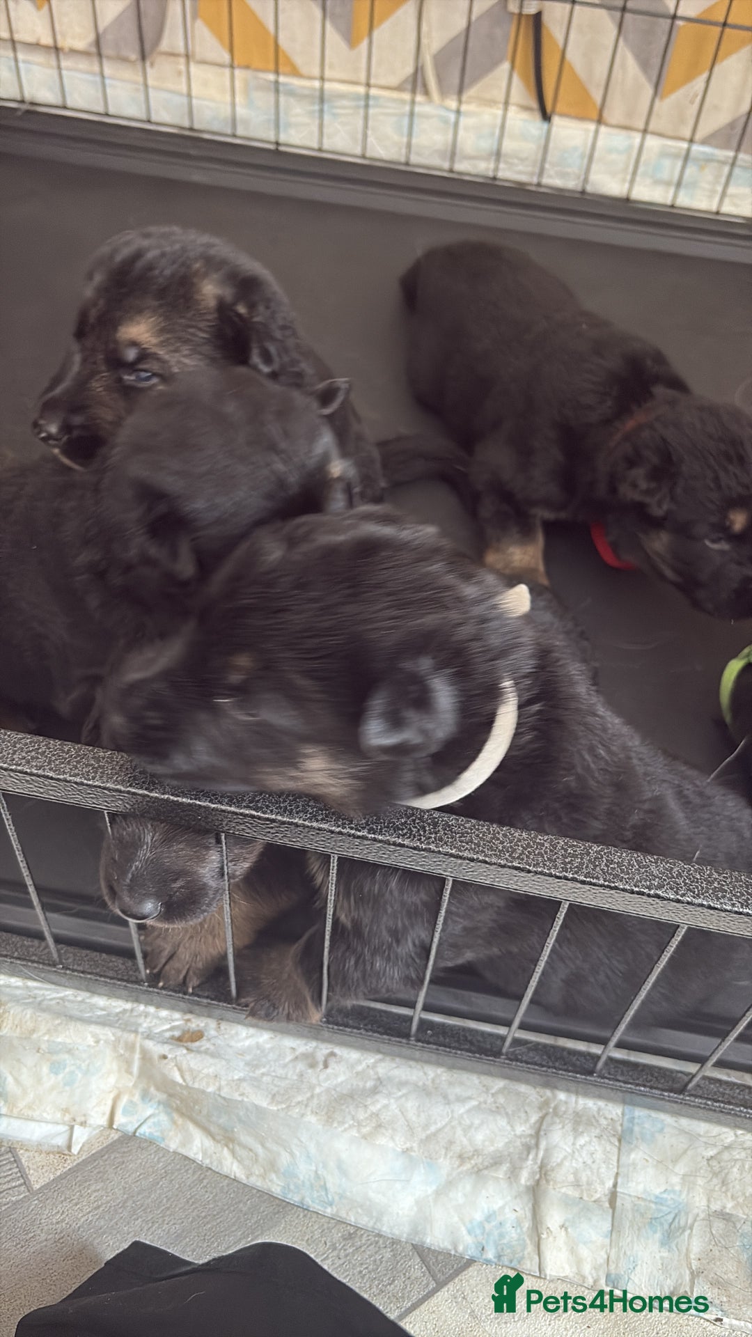 German Shepherd dogs for sale: German shepherd puppies  - Image 2