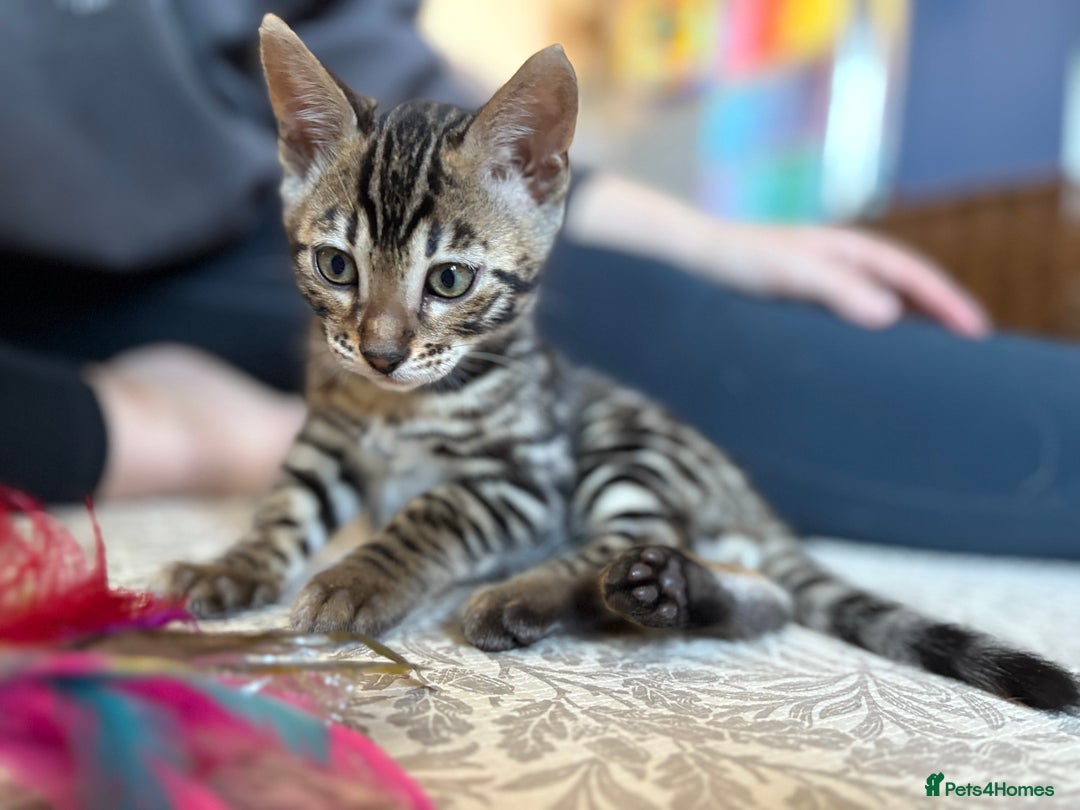 Bengal cats for sale: Pedigree TICA Bengal Brown Rosetted Male Kitten - Image 14