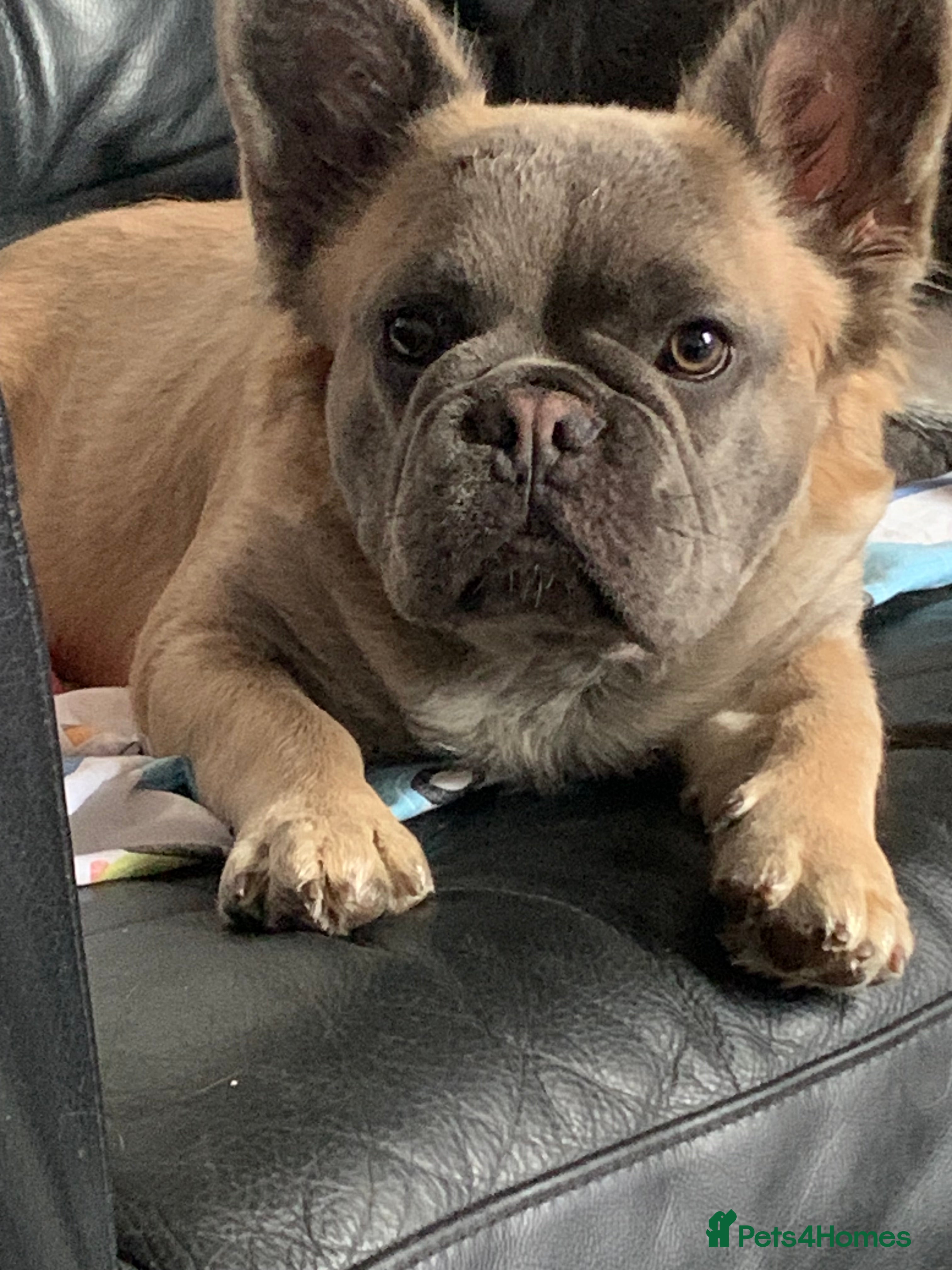 French Bulldog dogs French Bulldog - Isabella Fluffy  - Advert 7