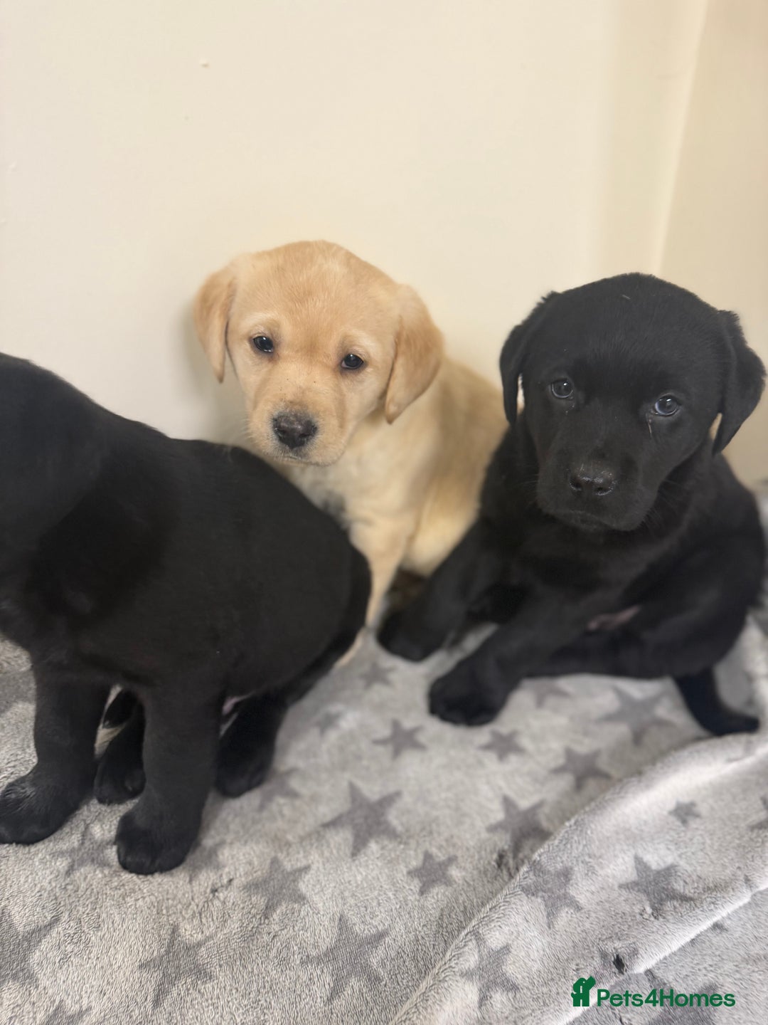 Labrador Retriever dogs for sale: Labradors - Advert 12