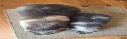 Guinea Pig rodents for sale: Pet Teddies - Advert 2