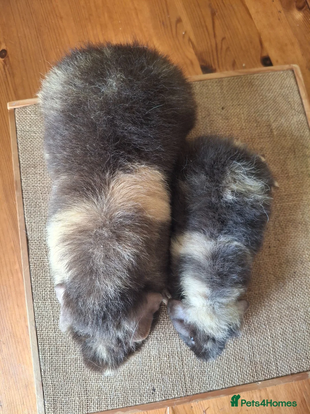Guinea Pig rodents for sale: Pet Teddies - Advert 2