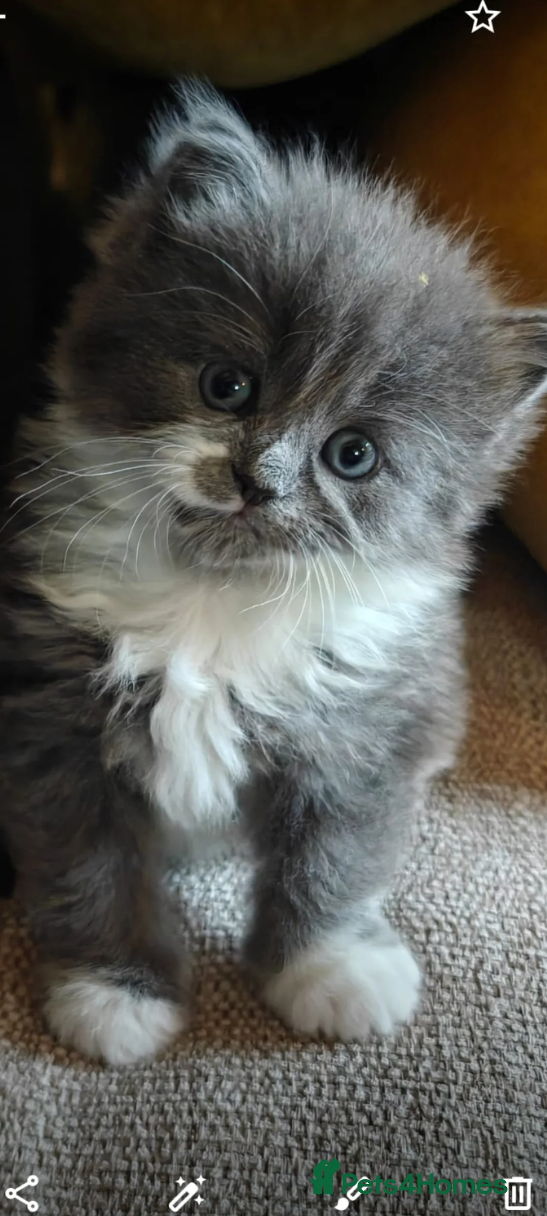 Persian cats for sale: Beautiful Persian/ Norwegian forest kittens  - Advert 1
