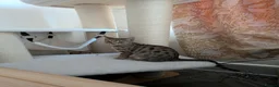 Mixed Breed cats for sale: Tabby/Bengal - Advert 3