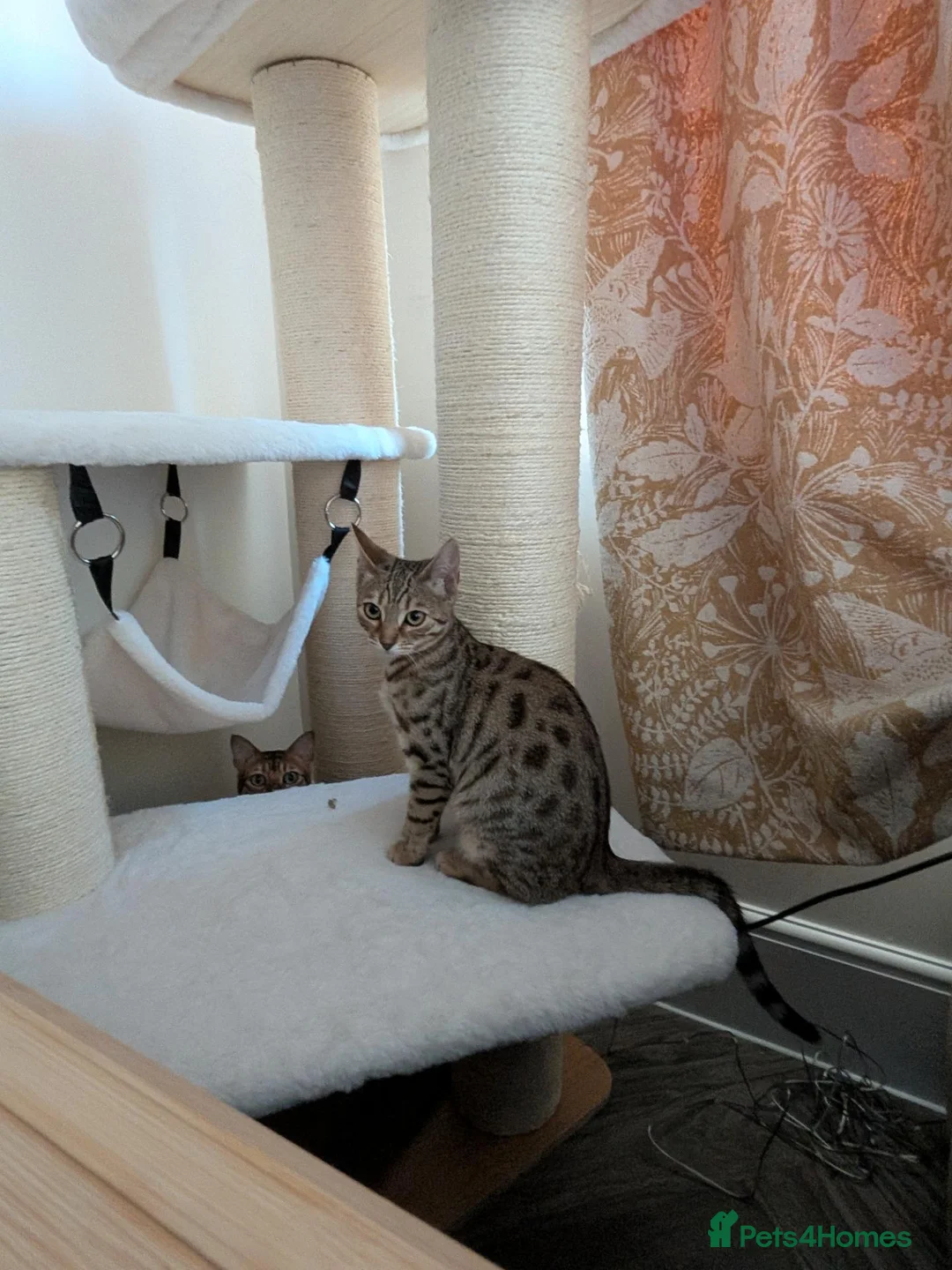 Mixed Breed cats for sale: Tabby/Bengal - Advert 3