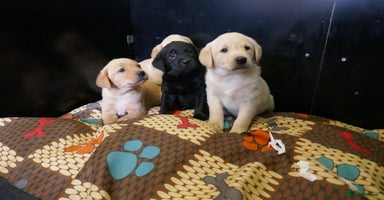 Labrador Retriever dogs ADORABLE LABRADOR PUPPIES KC REGISTERED - Advert 6