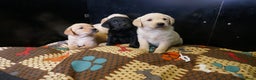 Labrador Retriever dogs for sale: ADORABLE LABRADOR PUPPIES KC REGISTERED - Advert 3