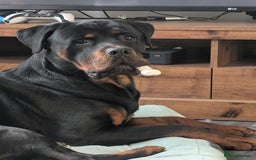 Rottweiler dogs for sale: 1 year 6 month rottweiler needs urgent rehoming - Image 2