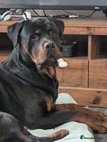 Rottweiler dogs - Advert 8