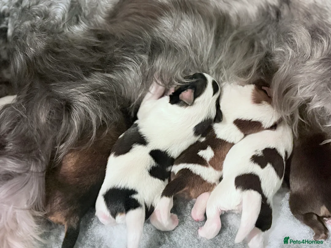 Miniature Schnauzer dogs for sale: Last KC Chocolate Parti Mini Schnauzer - Advert 3