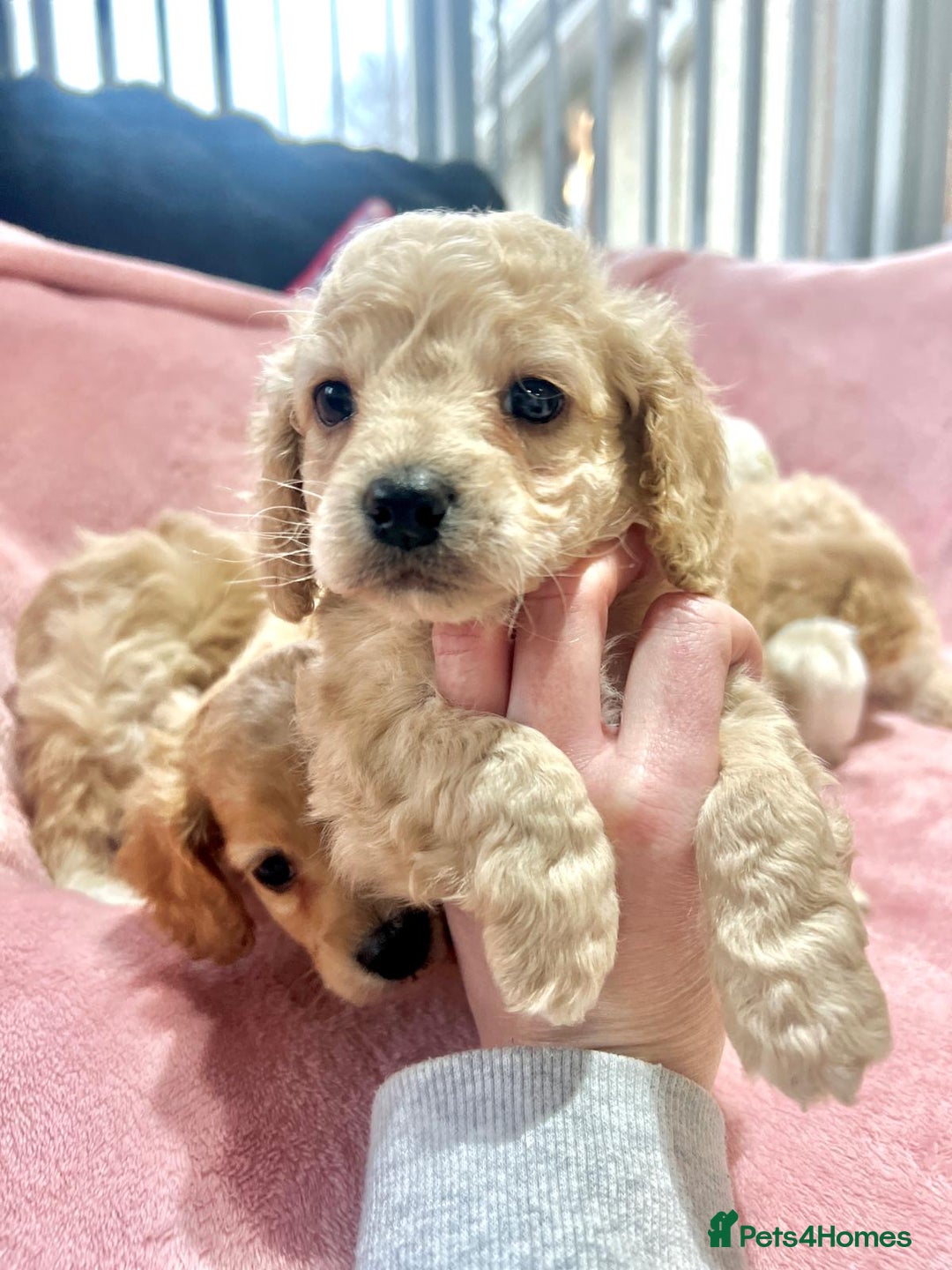 Cockapoo dogs for sale: Tiny cockerpoo pups - Advert 9