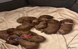 Cockapoo dogs for sale: FOX RED COCKAPOOS ⭐️⭐️ - Image 2