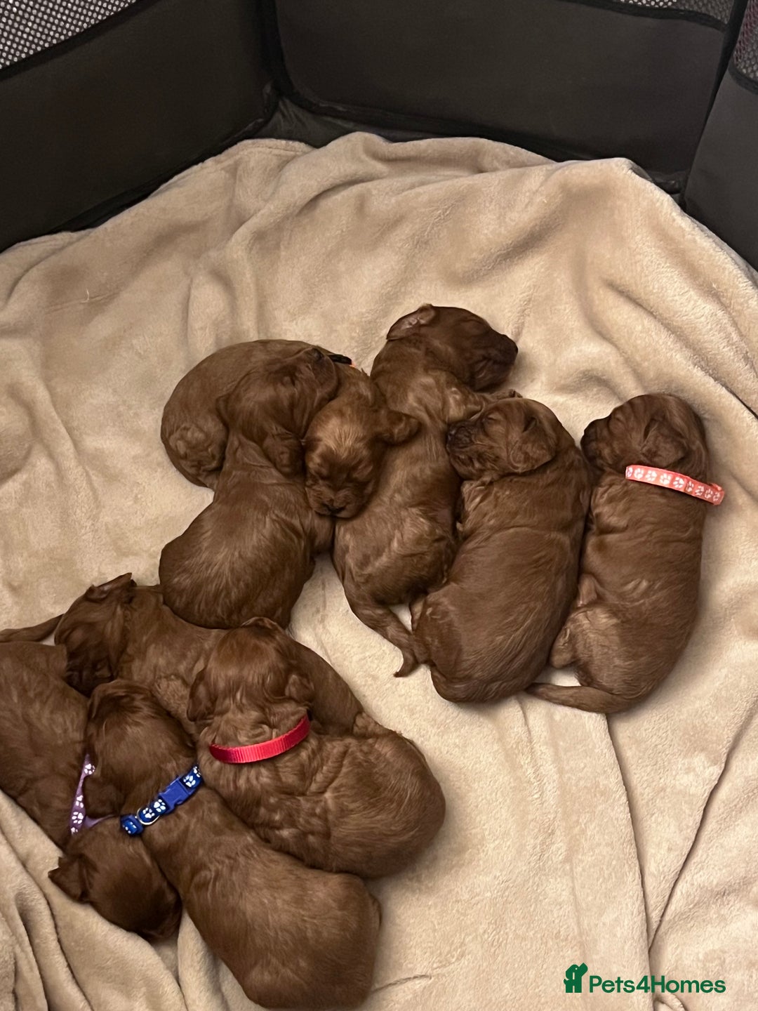 Cockapoo dogs for sale: FOX RED COCKAPOOS ⭐️⭐️ - Image 2