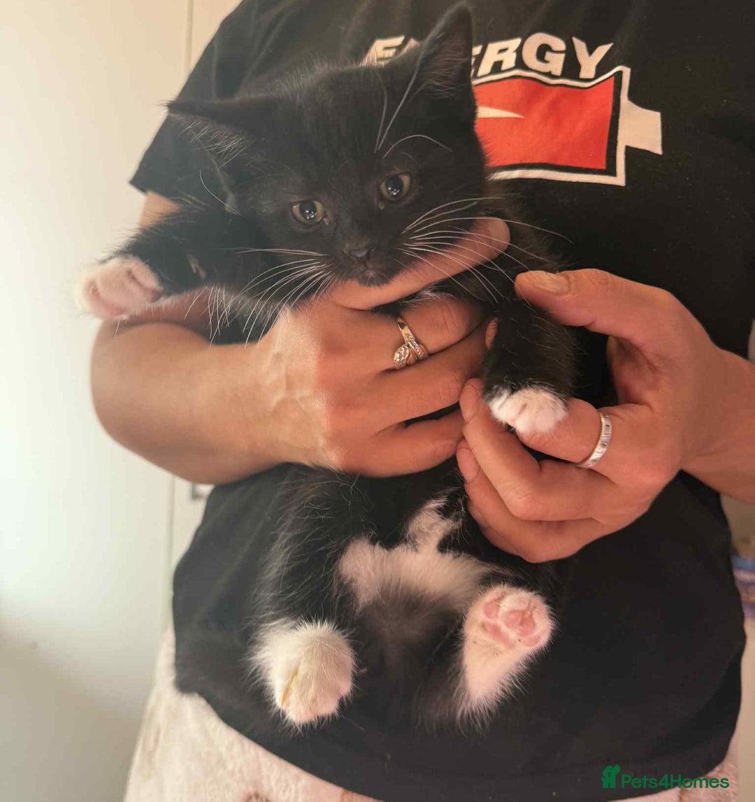 Mixed Breed cats for sale: 6 kittens for sale - Image 10