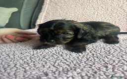 Cavapoo dogs for sale: ⭐️CAVAPOO F1B PUPPIES⭐️ - Image 15