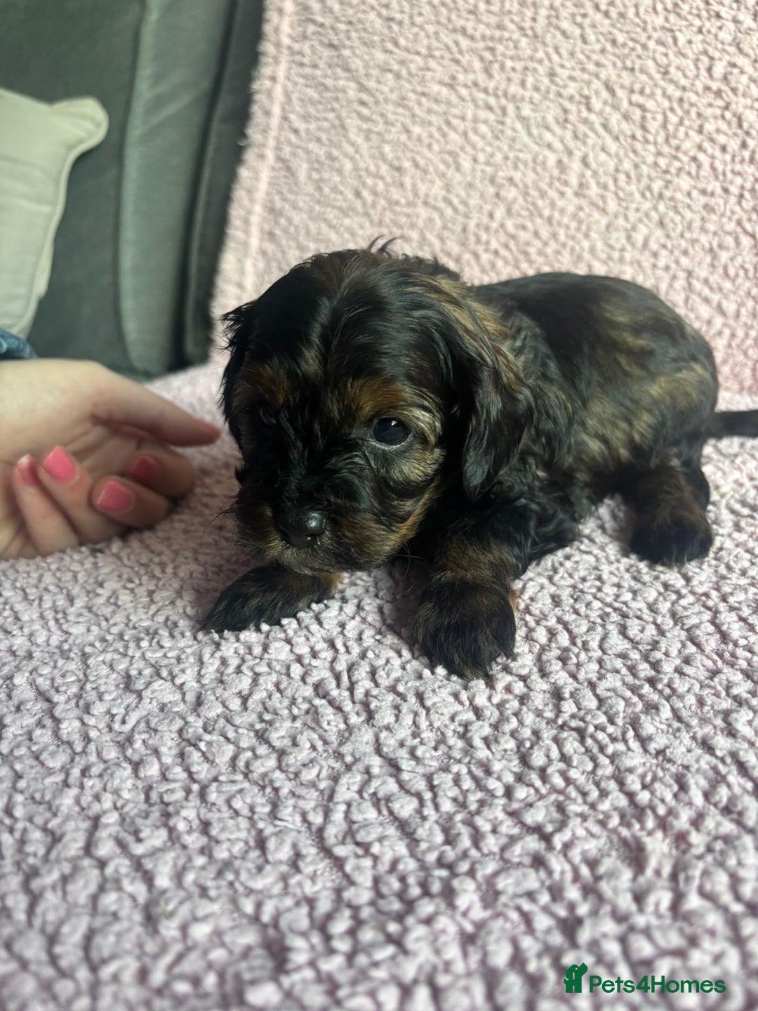 Cavapoo dogs for sale: ⭐️CAVAPOO F1B PUPPIES⭐️ - Image 15