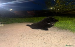 Chow Chow dogs for sale: Black chow chow carrying chocolate  - Image 3