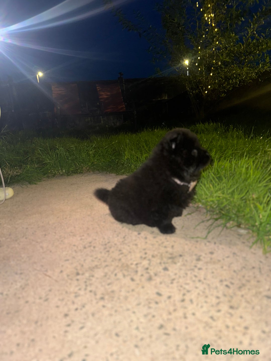 Chow Chow dogs for sale: Black chow chow carrying chocolate  - Image 3
