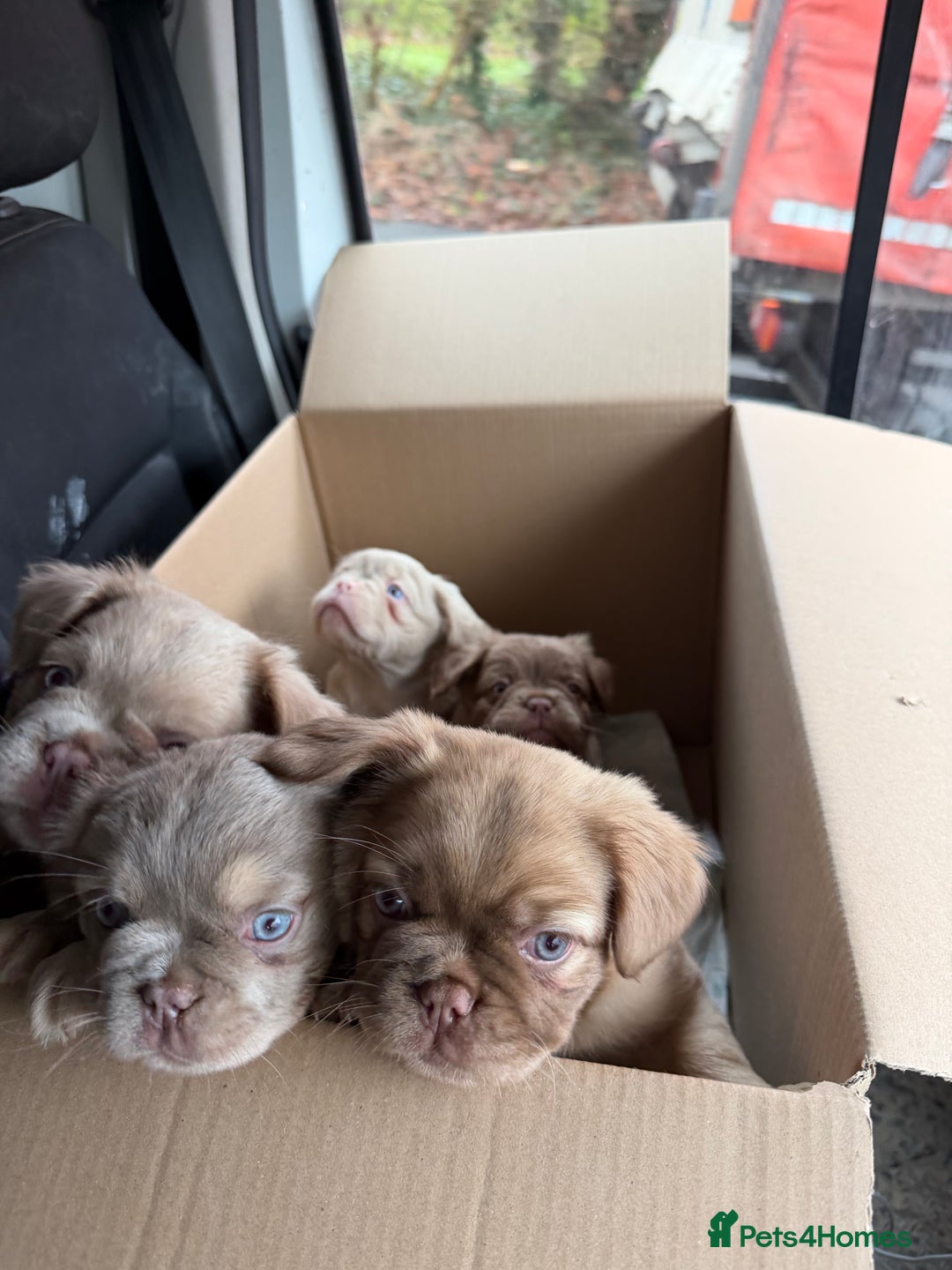 French Bulldog dogs for sale: Fluffy frenchbulldogs for sale  - Advert 5
