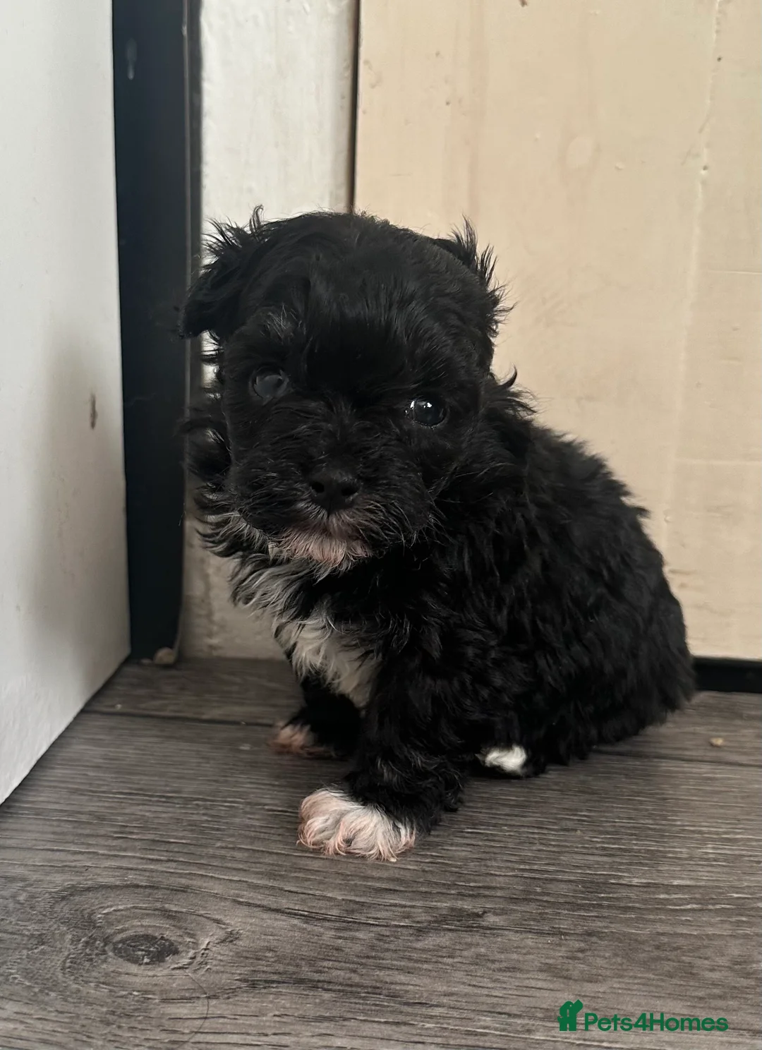 Maltipoo dogs for sale: F1 Toy Maltipoos - Advert 18