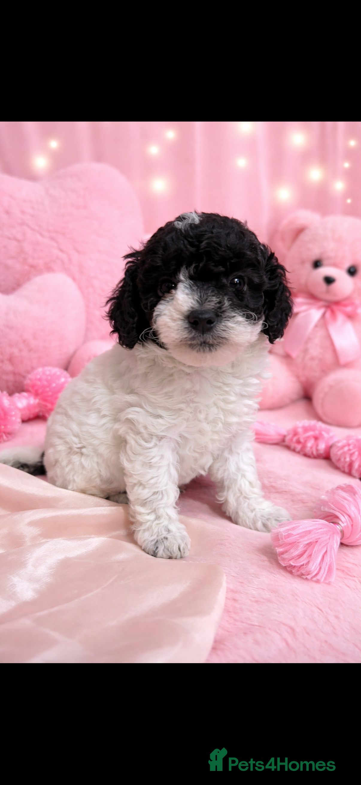 Cavapoochon dogs Beautiful cavapoo puppies 🐶  - Advert 2