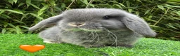Mini Lop rabbits for sale: Beautiful Mixed Baby Minilops  - Advert 2