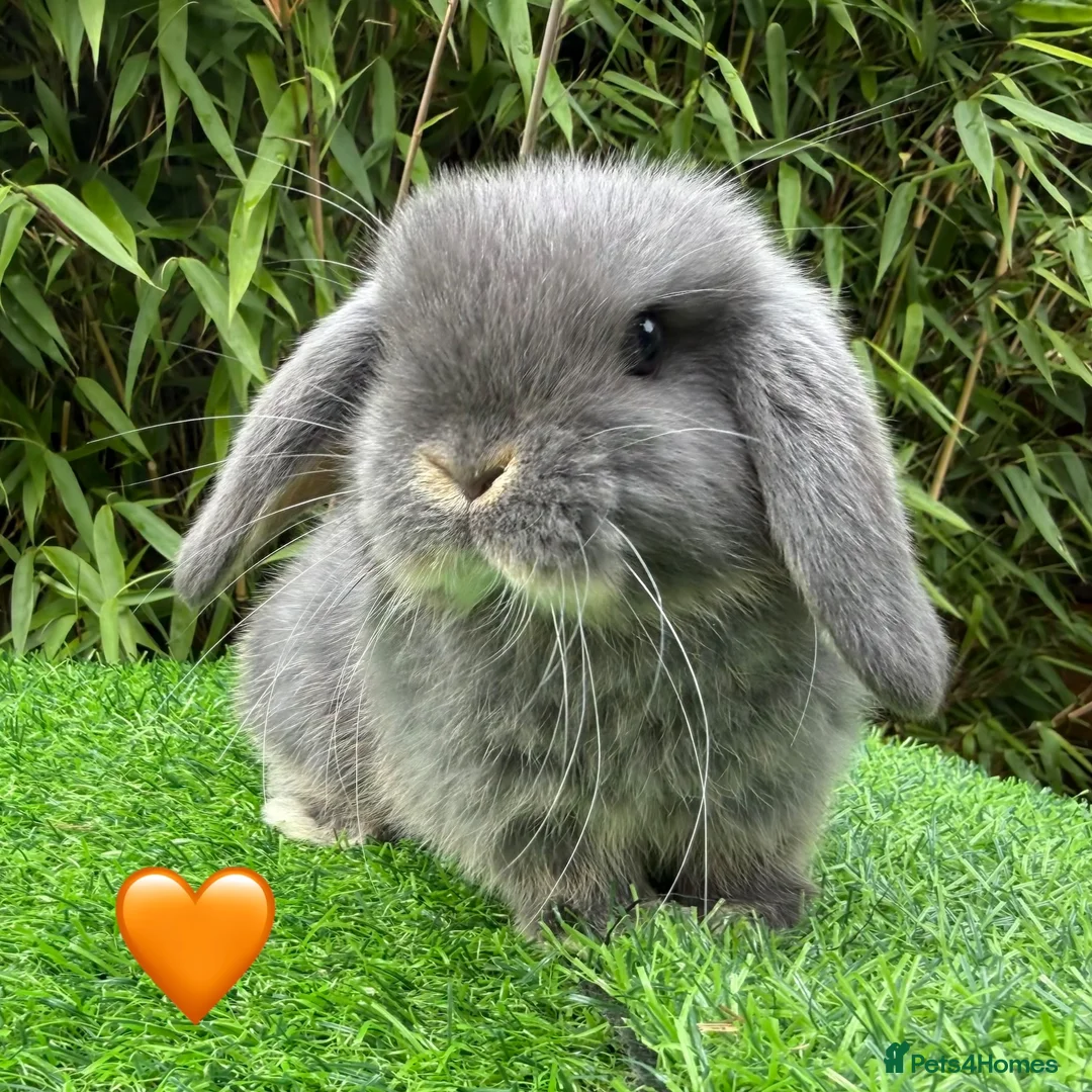 Mini Lop rabbits for sale: Beautiful Mixed Baby Minilops  - Advert 2