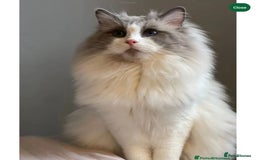Ragdoll cats for sale: Ready now hcm clear ragdoll litter. X6 - Image 18