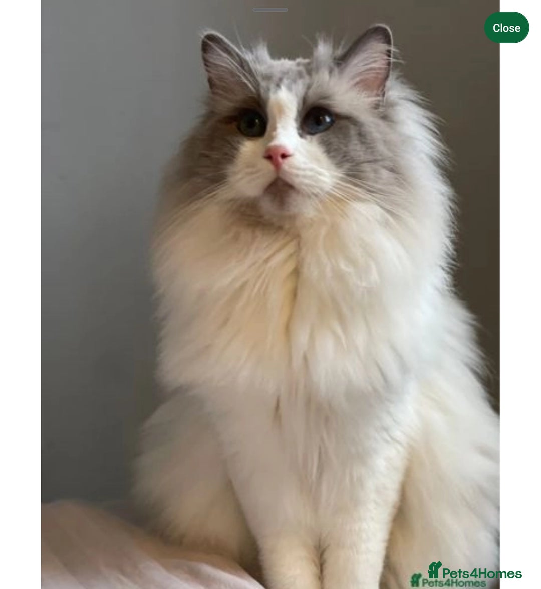 Ragdoll cats for sale: Ready now hcm clear ragdoll litter. X6 - Image 18