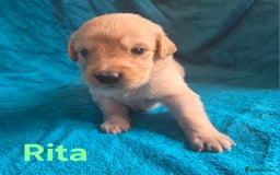 Goldador dogs for sale: Goldador Puppy 5 - Kitanas puppies  - Image 23