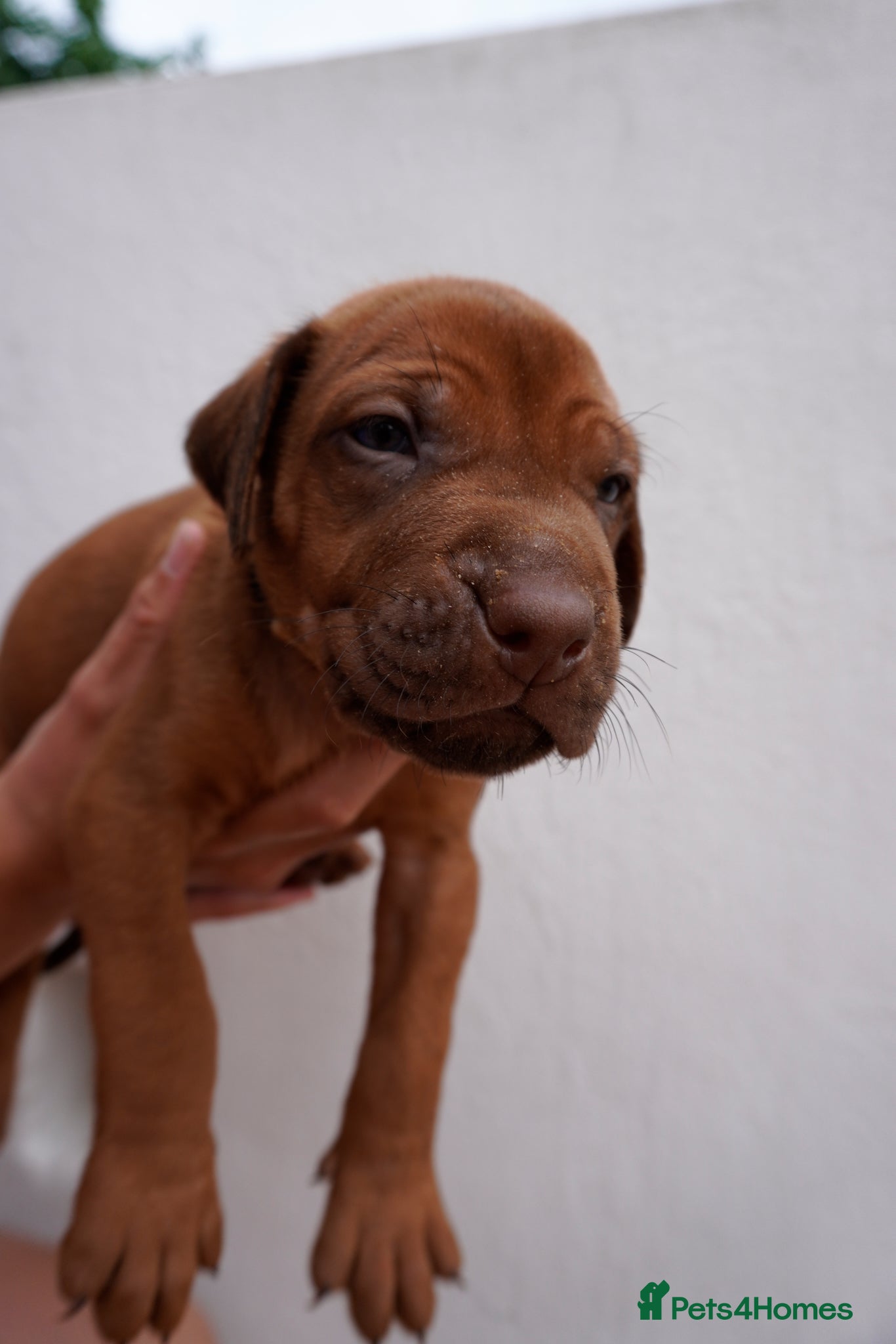 Rhodesian Ridgeback dogs for sale: Stunning litter of KC Rhodesian Ridgeback puppies in Ramsgate - Advert 11