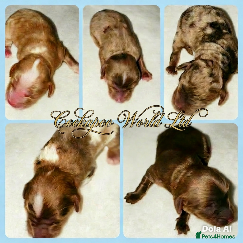 Cockapoo dogs ❤️ DNA CLEAR, Rare Merle Cockapoo, Ready 5th JULY - Advert 4