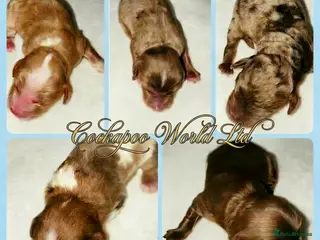 Cockapoo dogs ❤️ DNA CLEAR, Rare Merle Cockapoo, Ready 5th JULY - Advert 4