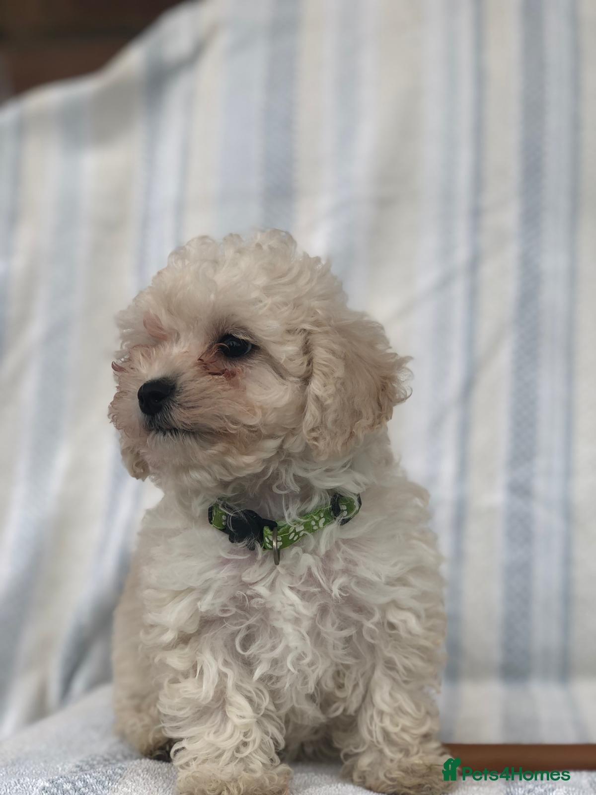 Maltipoo dogs 2 LEFT !!2X F1 CHAMPION BLOODLINE MALTIPOO PUPPYS - Advert 1