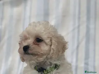 Maltipoo dogs 2 LEFT !!2X F1 CHAMPION BLOODLINE MALTIPOO PUPPYS - Advert 1