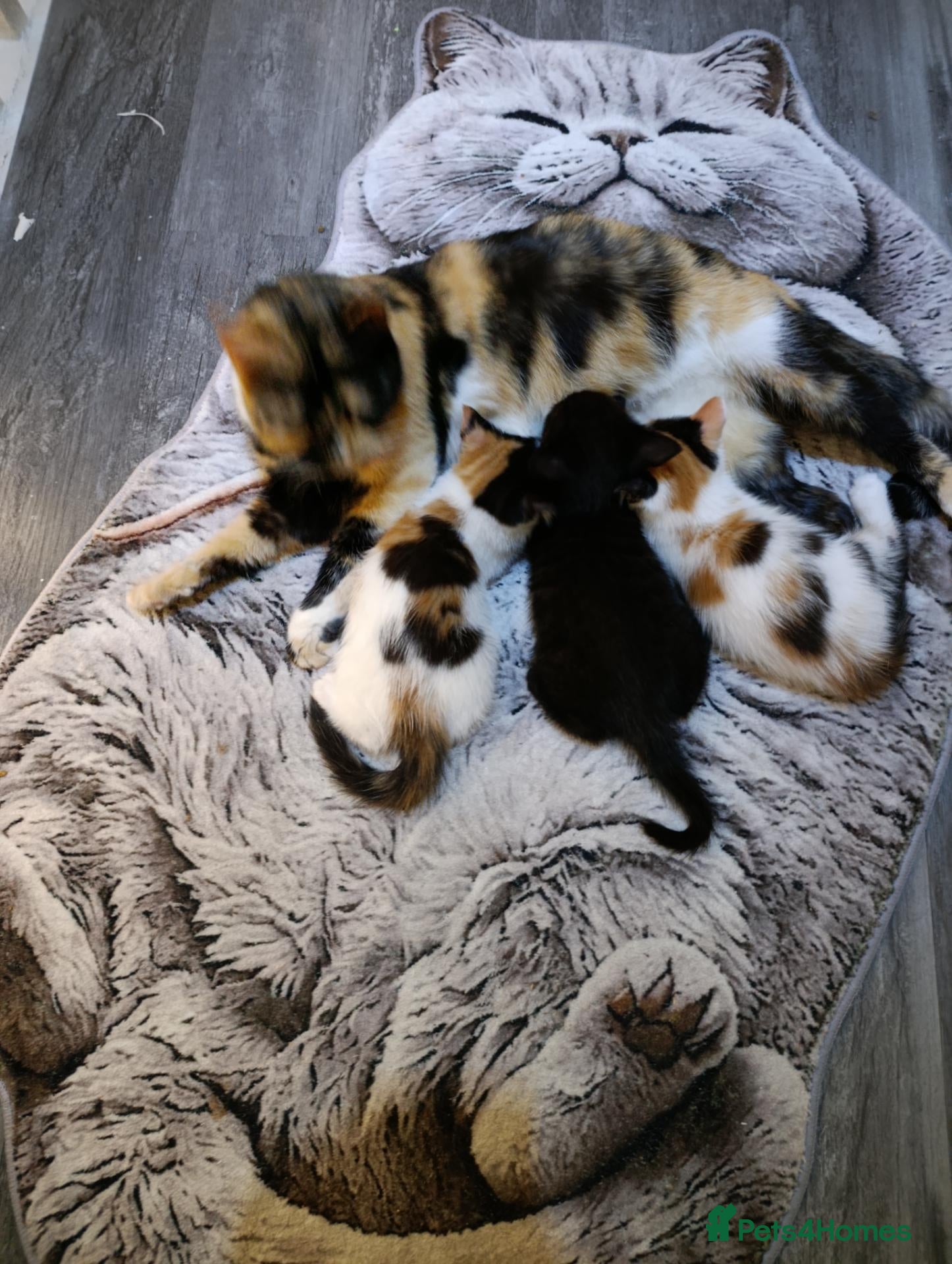 Mixed Breed cats Mrs Anna - Advert 2