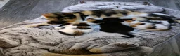 Mixed Breed cats for sale: Mrs Anna - Advert 1