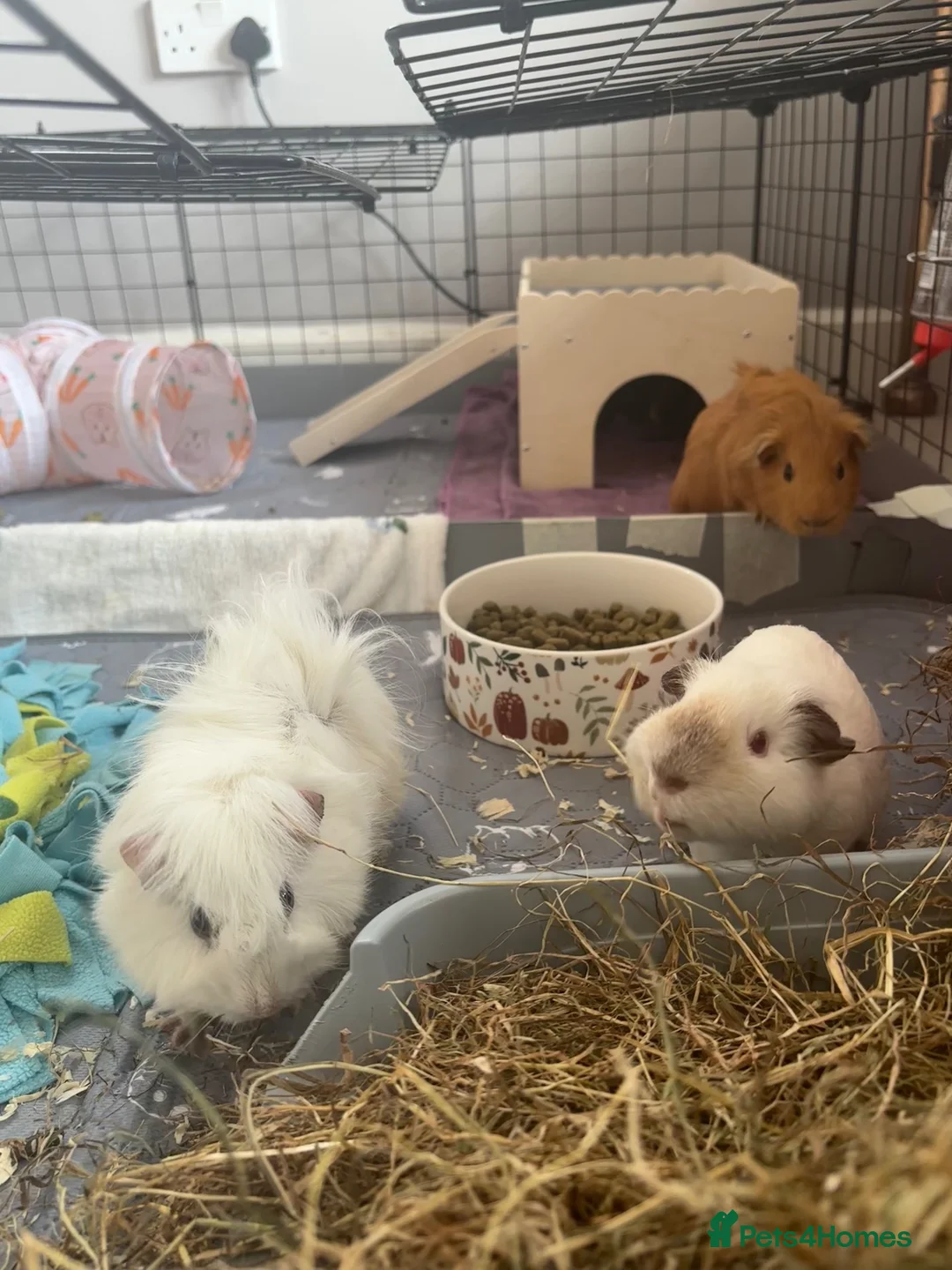 Guinea Pig rodents for sale: 4 boy pigs  - Advert 2