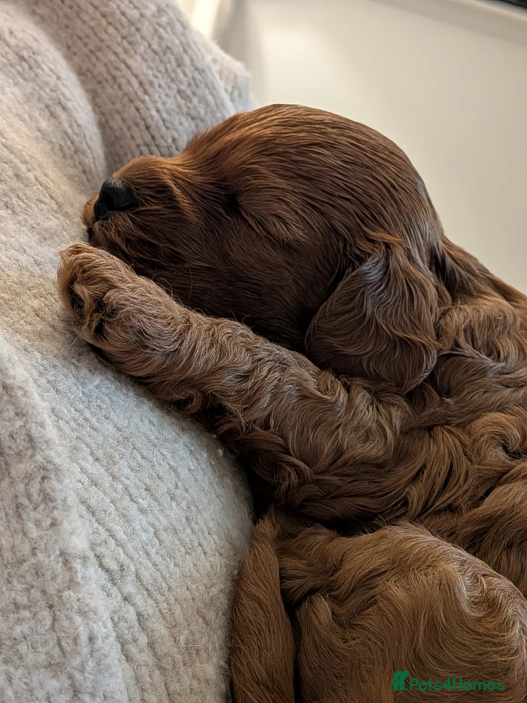 Cockapoo dogs for sale: Cockapoo Red Female  in Lochgelly - Advert 2