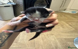 British Shorthair cats for sale: Three kittens ready 15th September  - Image 4