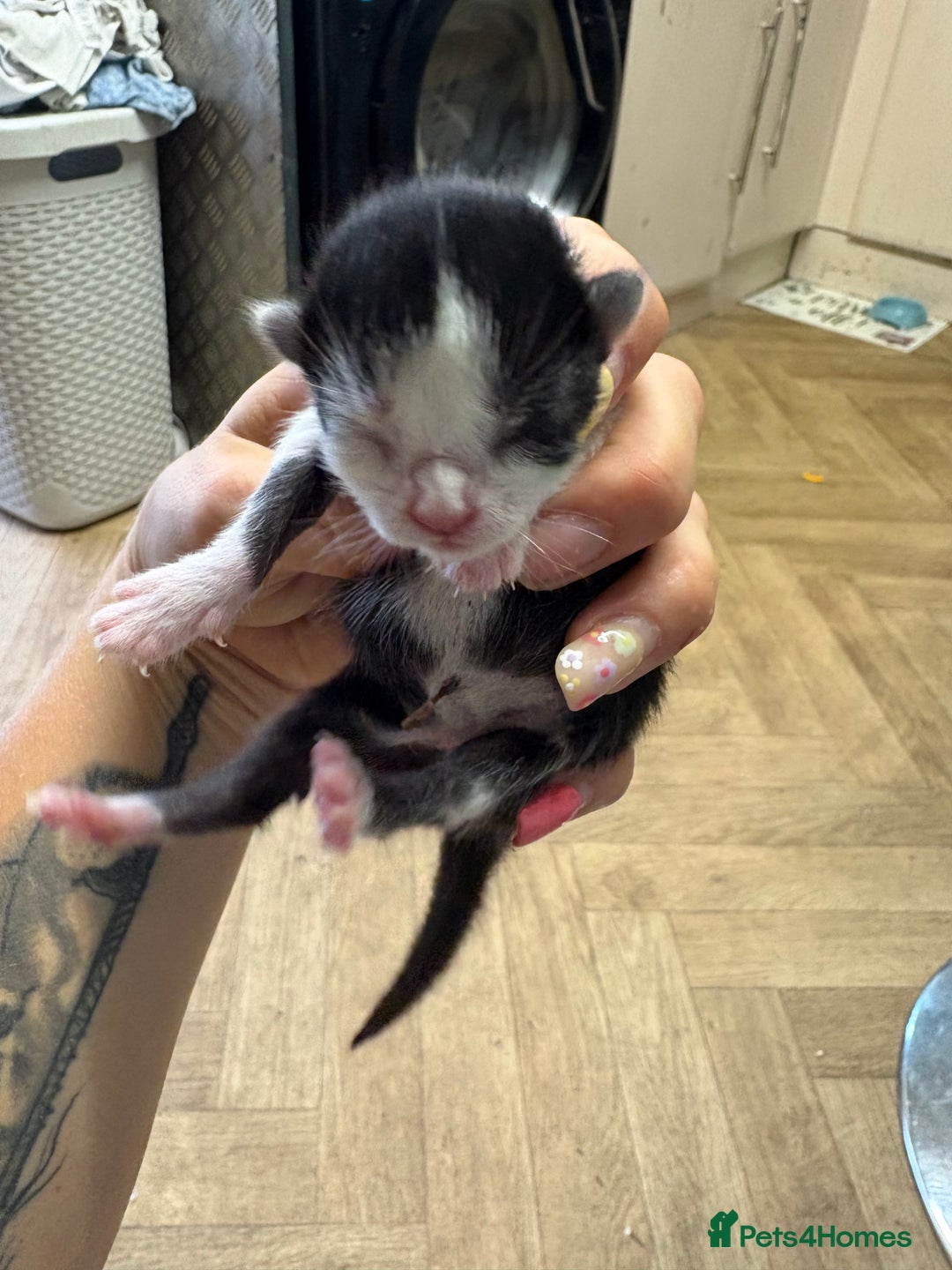 British Shorthair cats for sale: Three kittens ready 15th September  - Image 4