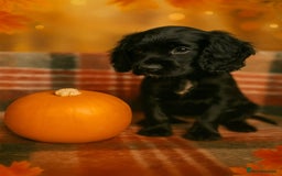 Cocker Spaniel dogs for sale: Beautiful Puppies ready for forever home 🏠  - Advert 2
